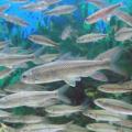 泰山赤磷鱼的传说