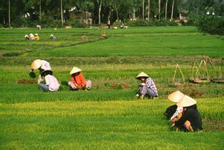 越南农民田间劳作，蚊子肆虐