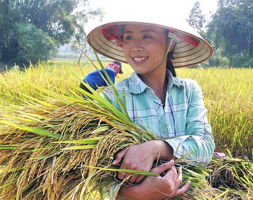 收割水稻的越南居民