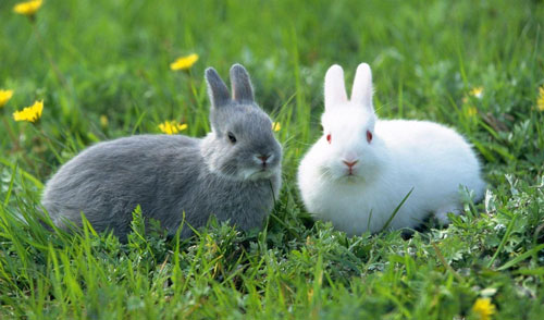 为什么兔子耳朵长尾巴短
