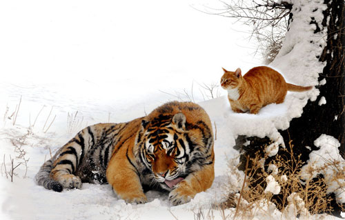猫和老虎