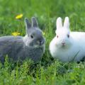 兔子耳朵长，尾巴短的传说