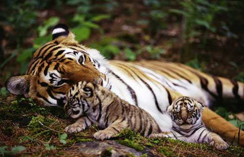 老虎和虎儿子