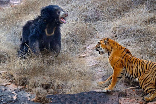 老虎和黑熊打仗
