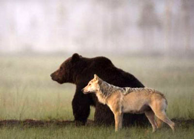 黑熊和狼
